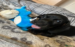 Dachshund dogs for sale: Miniature dachshund  - Image 14