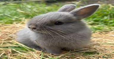 Netherland Dwarf rabbits - Advert 4