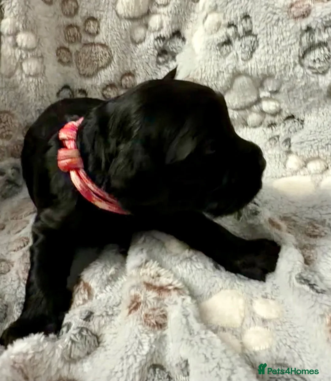Cockapoo dogs for sale: Beautiful F1 Cockapoo puppies. DNA clear in Skegness - Advert 7