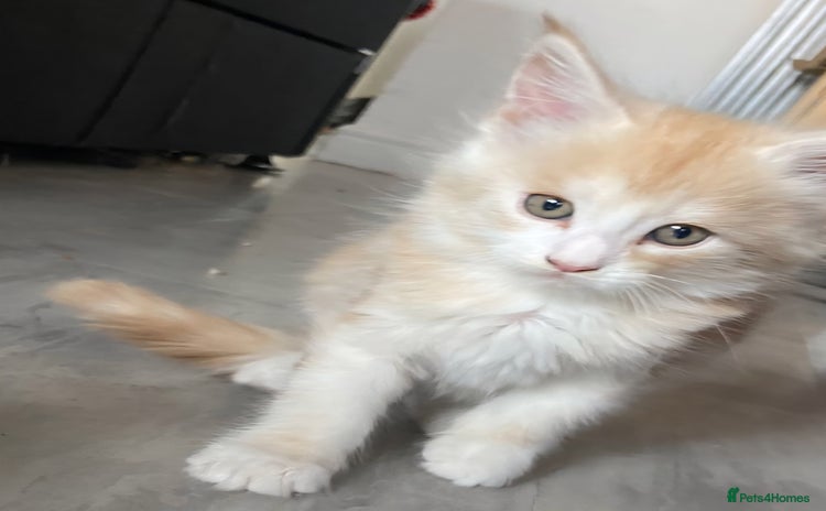 Maine Coon cats - Advert 7