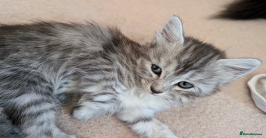 Mixed Breed cats - Advert 3