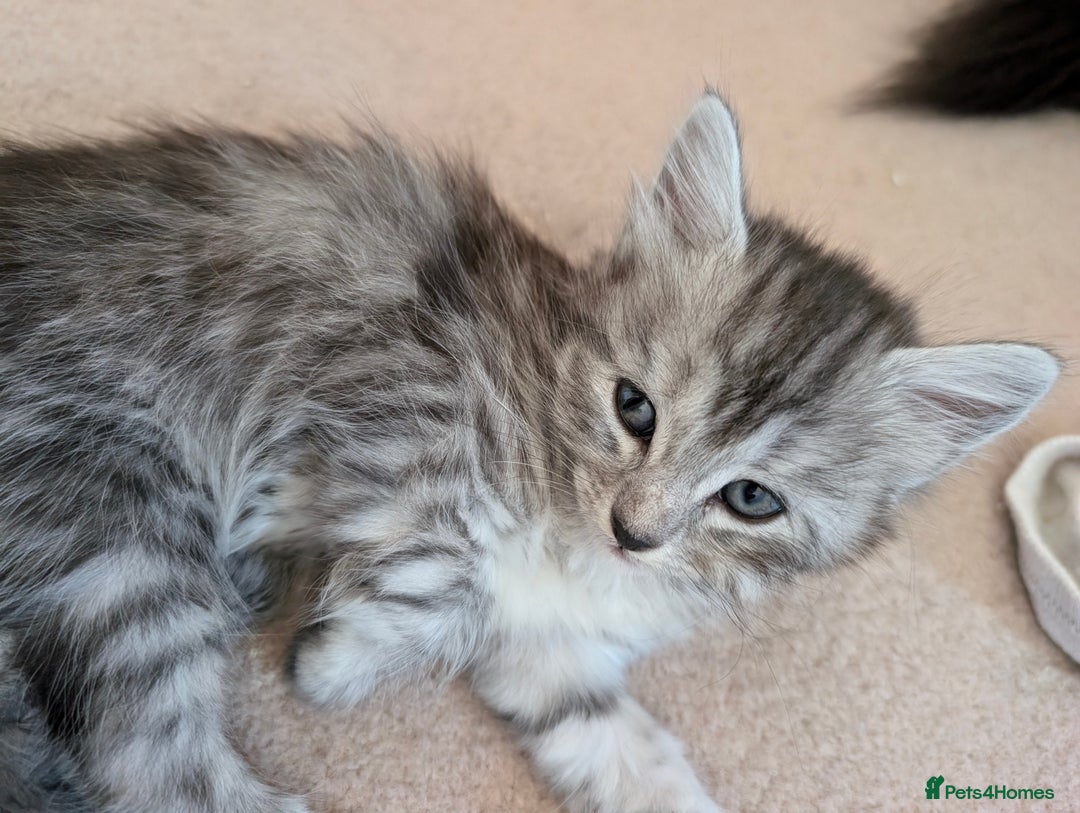 Mixed Breed cats for sale: Three incredibly beautiful kittens - Image 3
