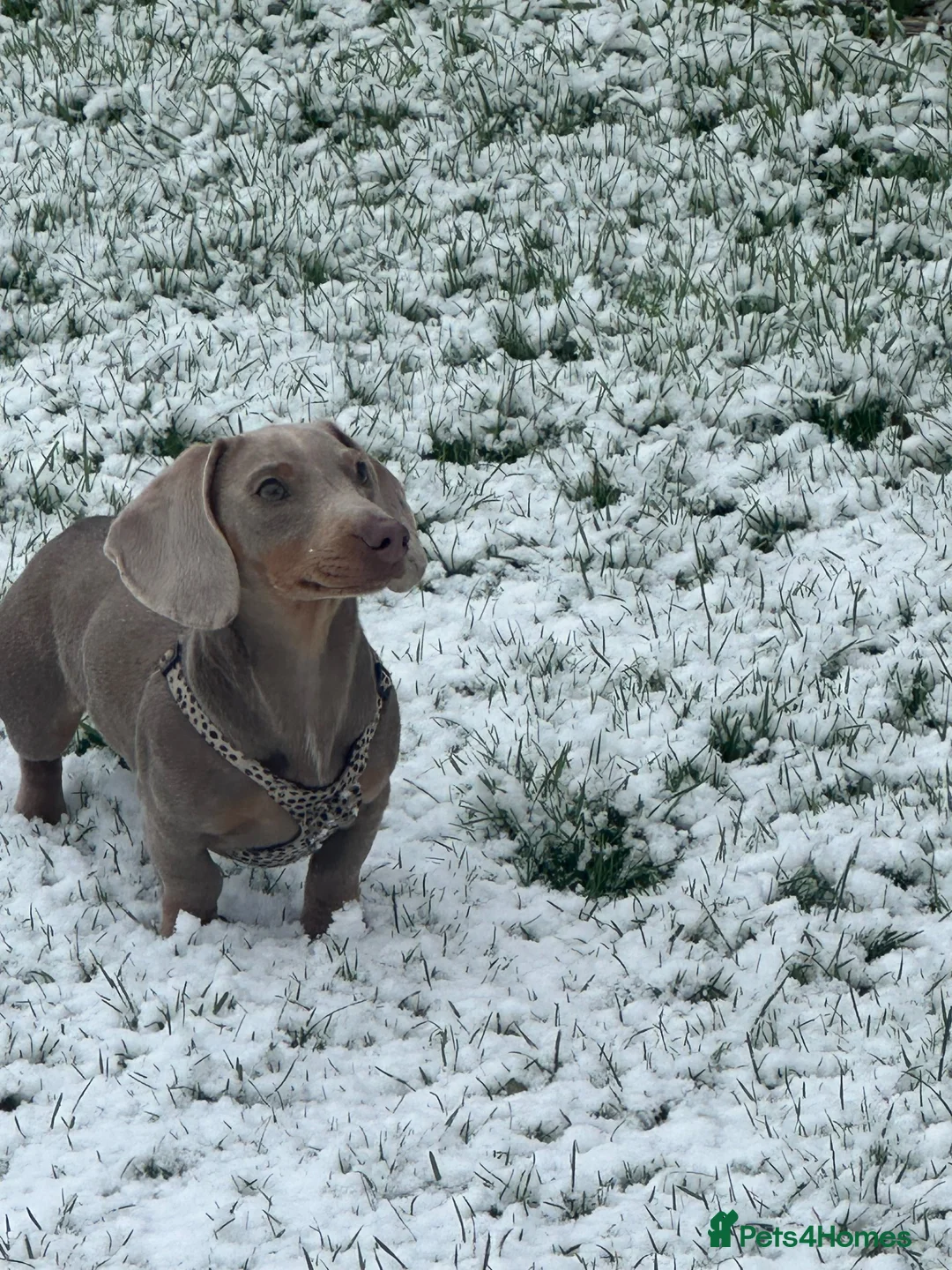 Miniature Dachshund dogs for sale: Isabella mini dachshund  - Advert 2