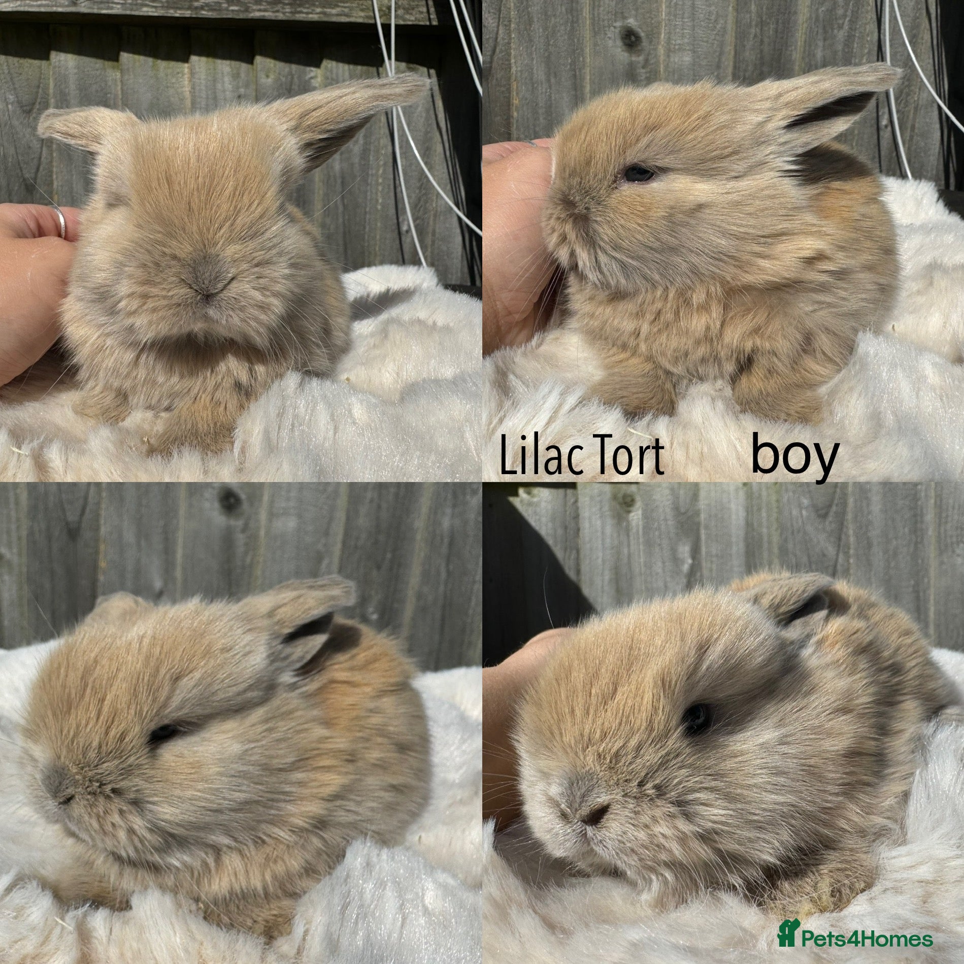 Mini Lop rabbits Pure mini Lops  - Advert 12