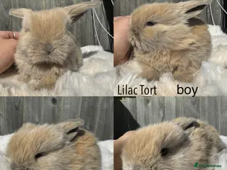 Mini Lop rabbits Pure mini Lops - Advert 12