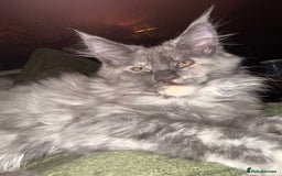 Maine Coon cats for sale: Tica registered Maine Coons from champion lines  - Image 27