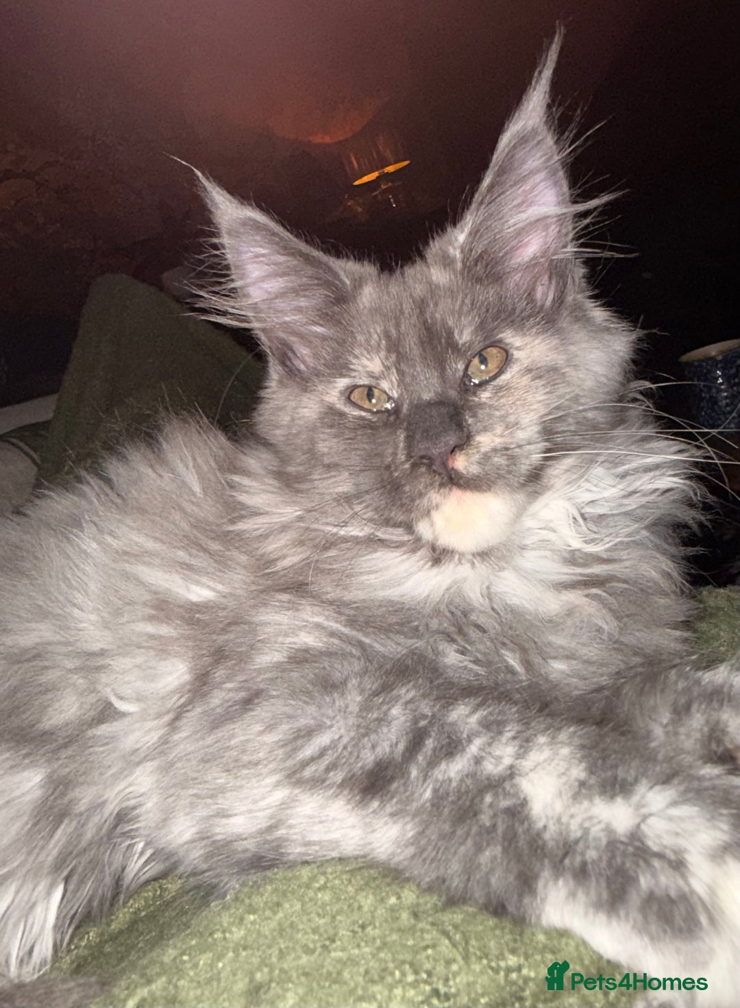 Maine Coon cats for sale: Tica registered Maine Coons from champion lines  - Image 27