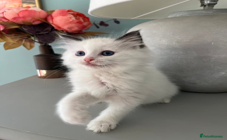 Ragdoll cats - Advert 8