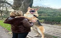 German Shepherd dogs for sale: Male German Shepherd Dog - Advert 7