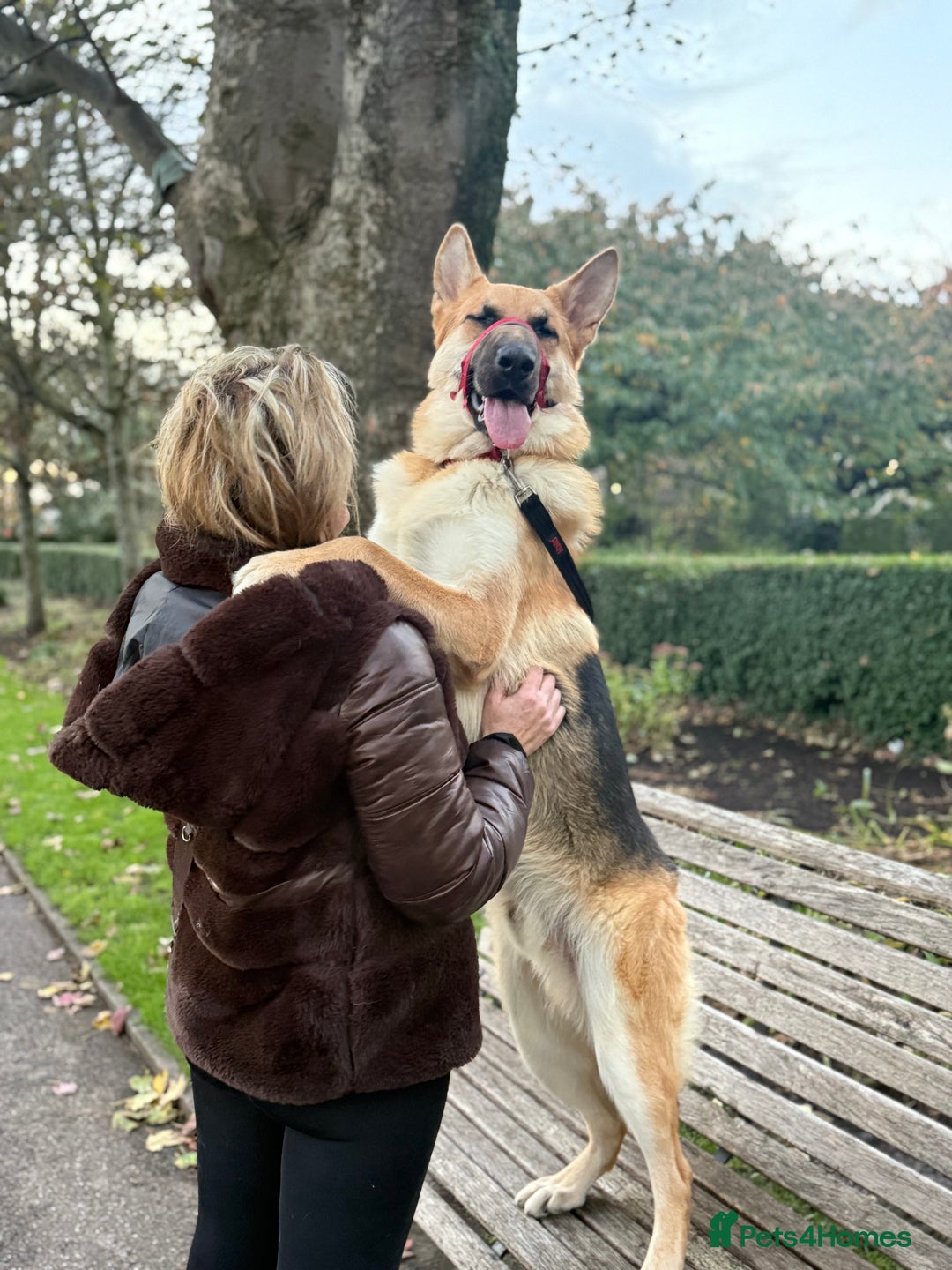 German Shepherd dogs for sale: Male German Shepherd Dog - Advert 7