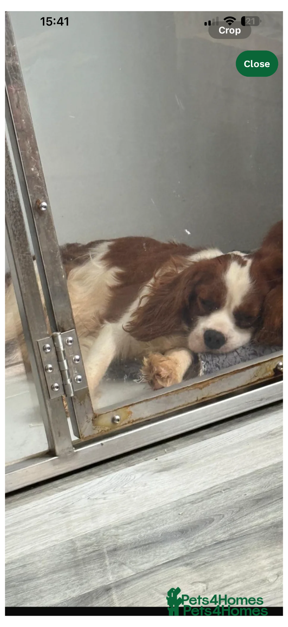 Cavalier King Charles Spaniel dogs Kc cavalier puppies dna clear  - Advert 2