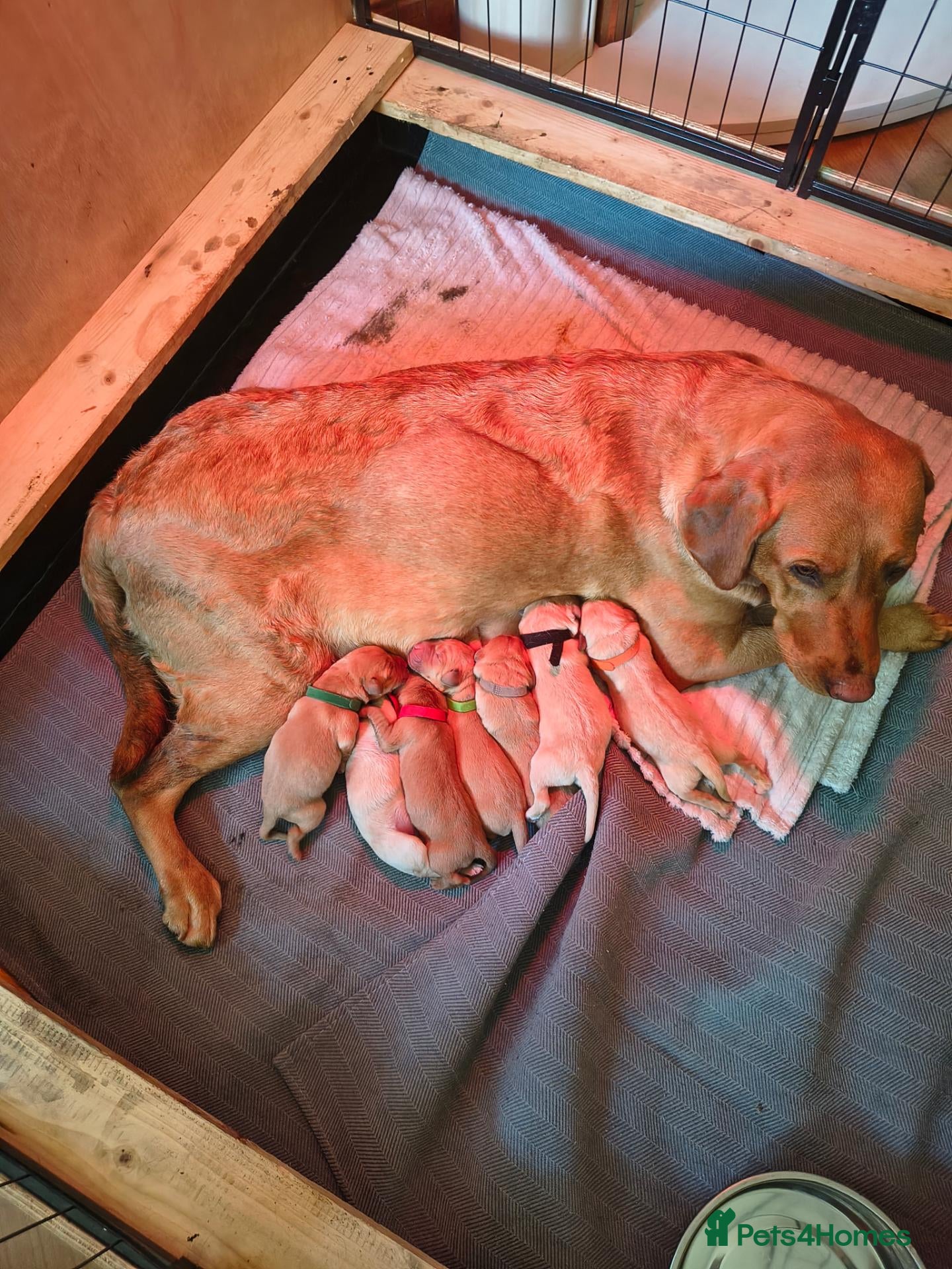 Labrador Retriever dogs Red fox Labrador puppies 4 male 3 female  - Advert 1