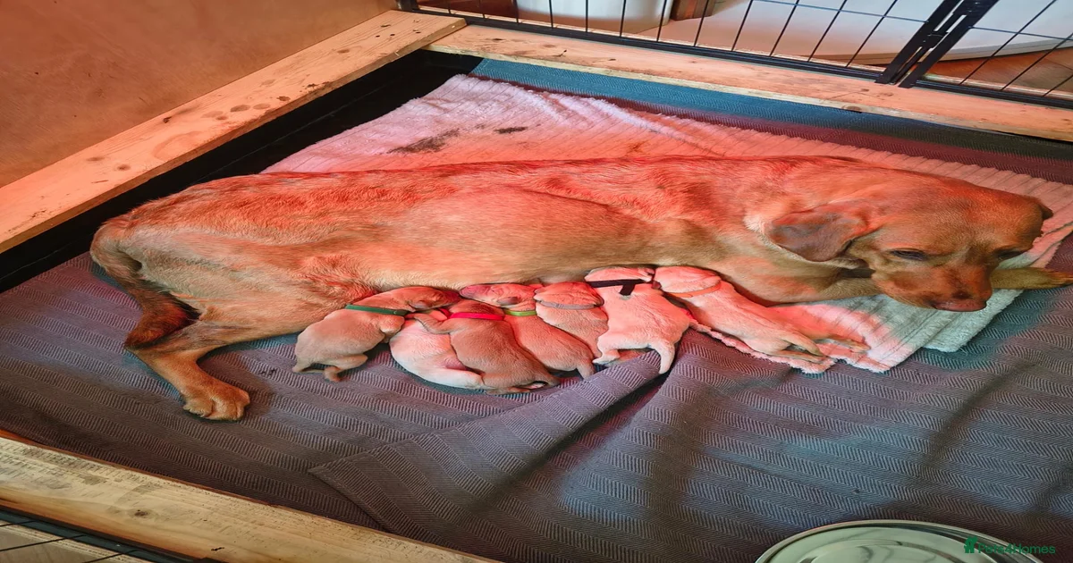 Fox red Labrador puppies 4 male 3 female for sale in Scunthorpe ...