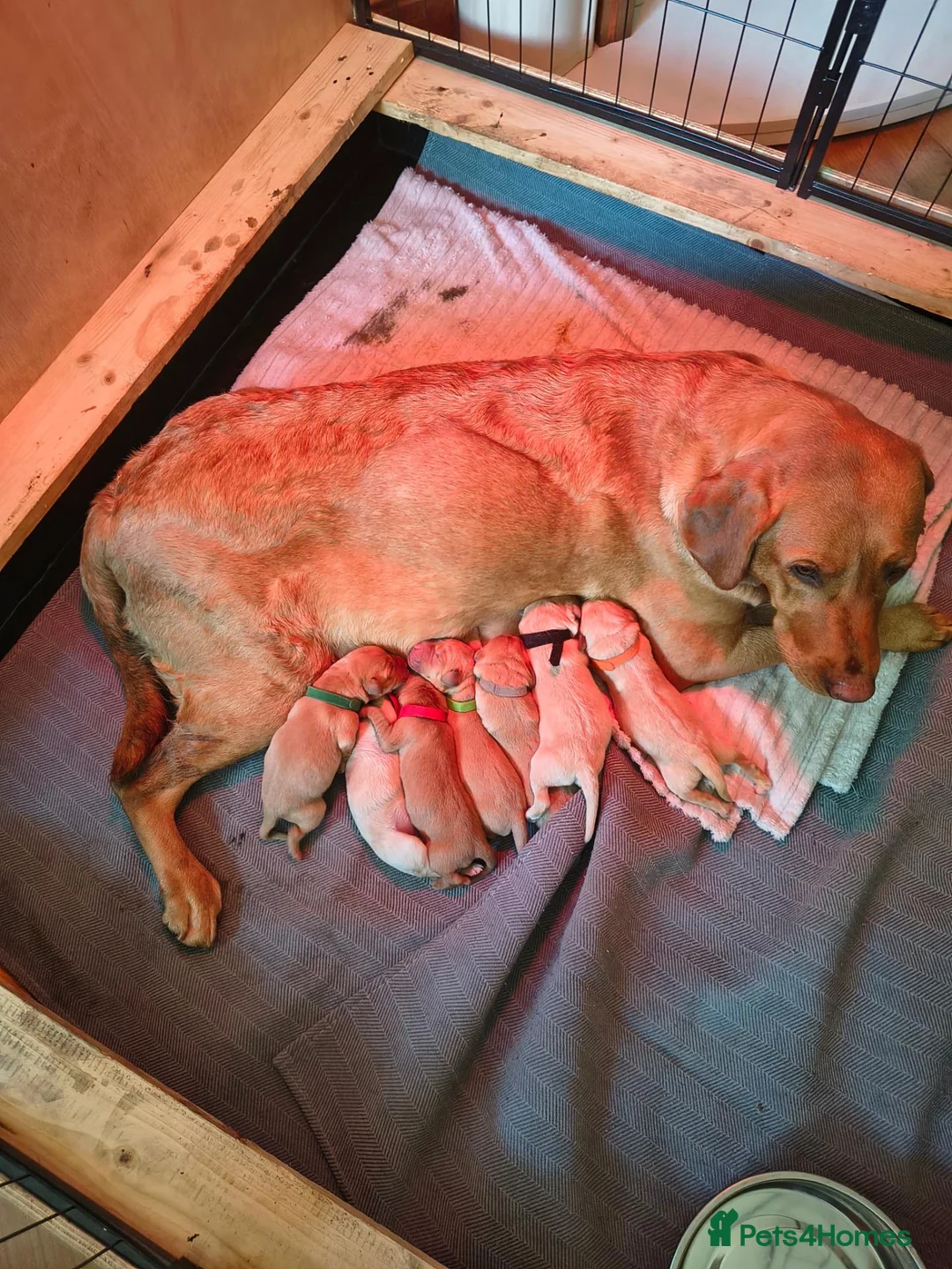 Labrador Retriever dogs for sale: Red fox Labrador puppies 4 male 3 female  - Advert 1