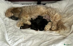 Shihpoo dogs for sale: Shizpoo  - Image 1