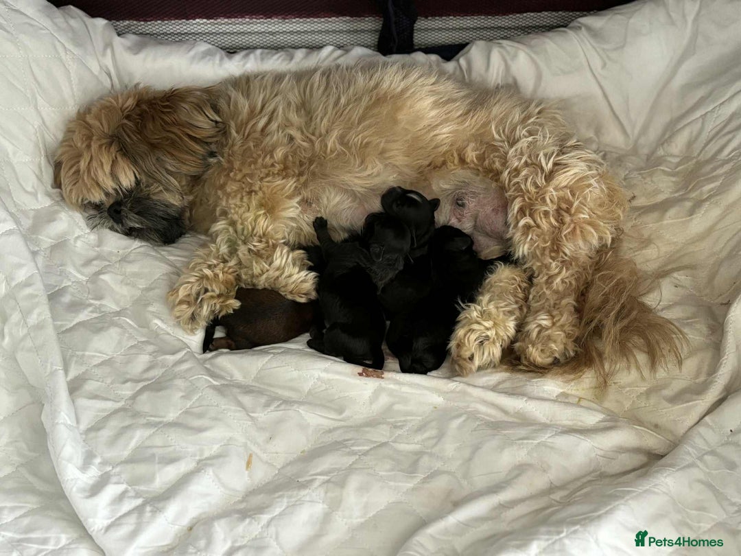 Shihpoo dogs for sale: Shizpoo  - Image 1
