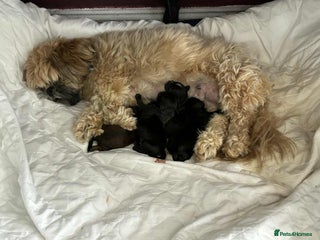 Shihpoo dogs - Advert 1