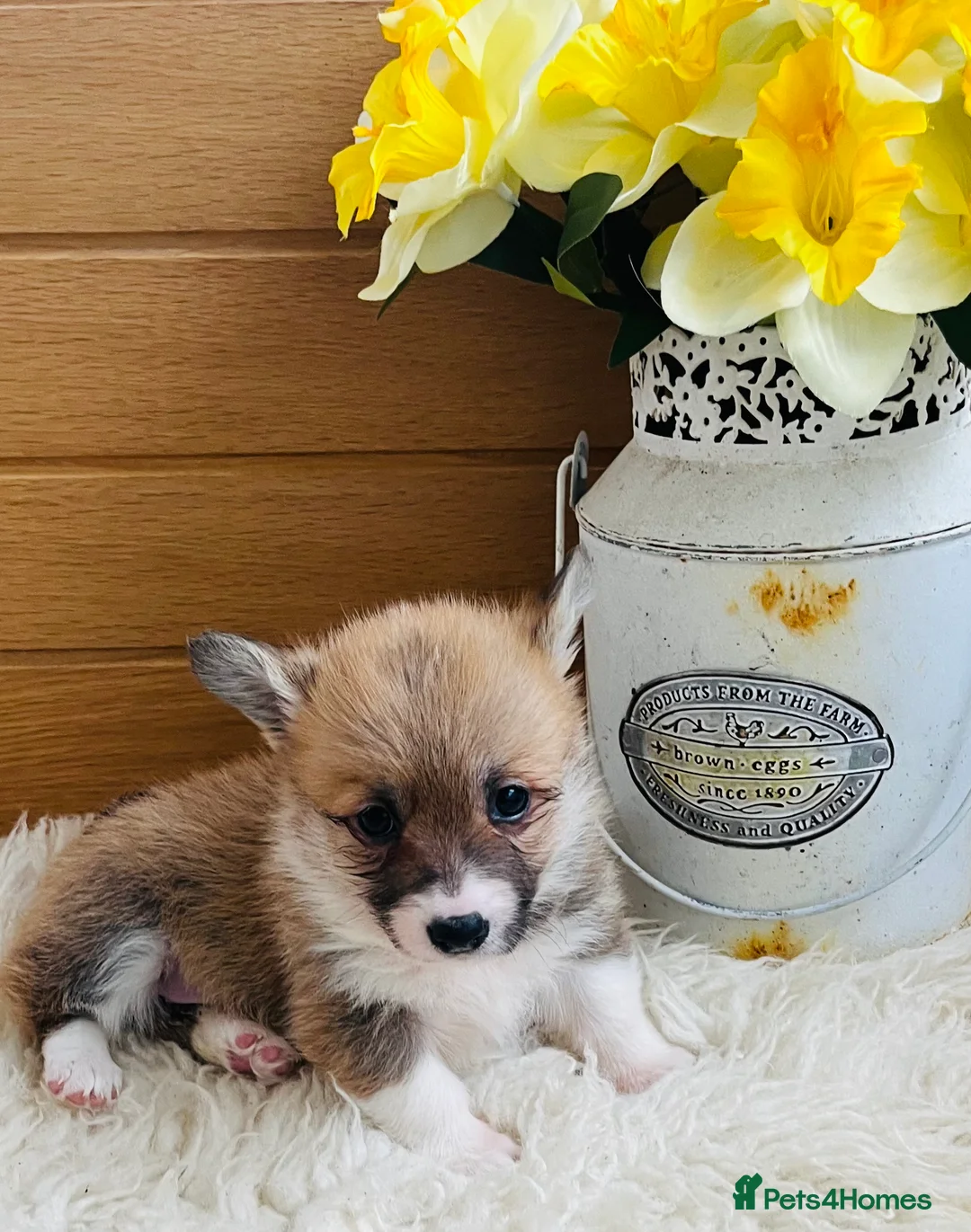 Welsh Corgi Pembroke dogs for sale: KC reg Welsh Corgi Pembroke puppies - Advert 13