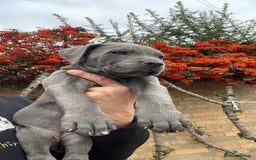 Cane Corso dogs for sale: Cane corso puppies 9 weeks old - Image 10