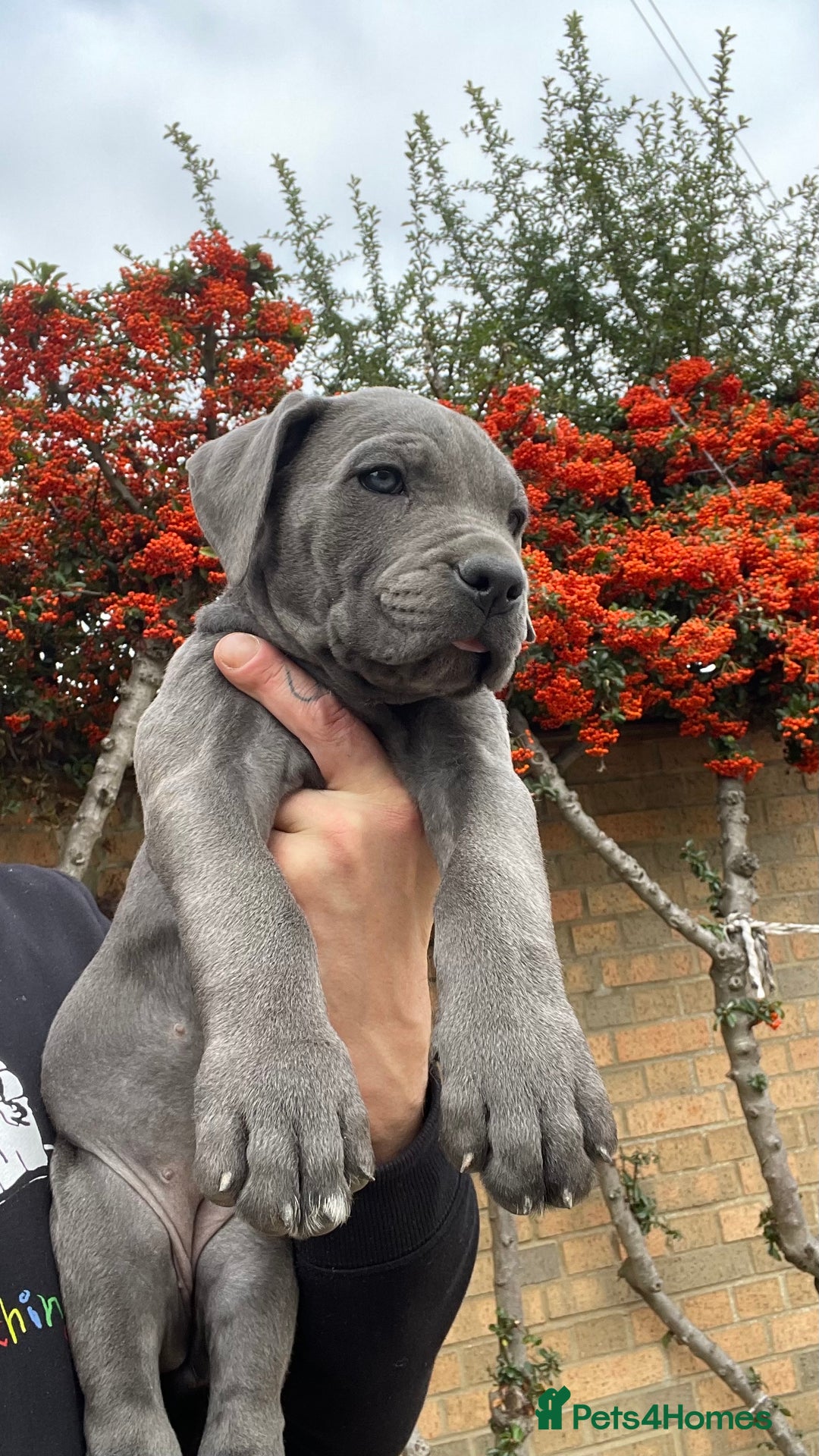 Cane Corso dogs for sale: Cane corso puppies 9 weeks old - Image 10