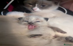 Ragdoll cats for sale: ragdoll kittens (only 1 boy left main picture) - Image 2