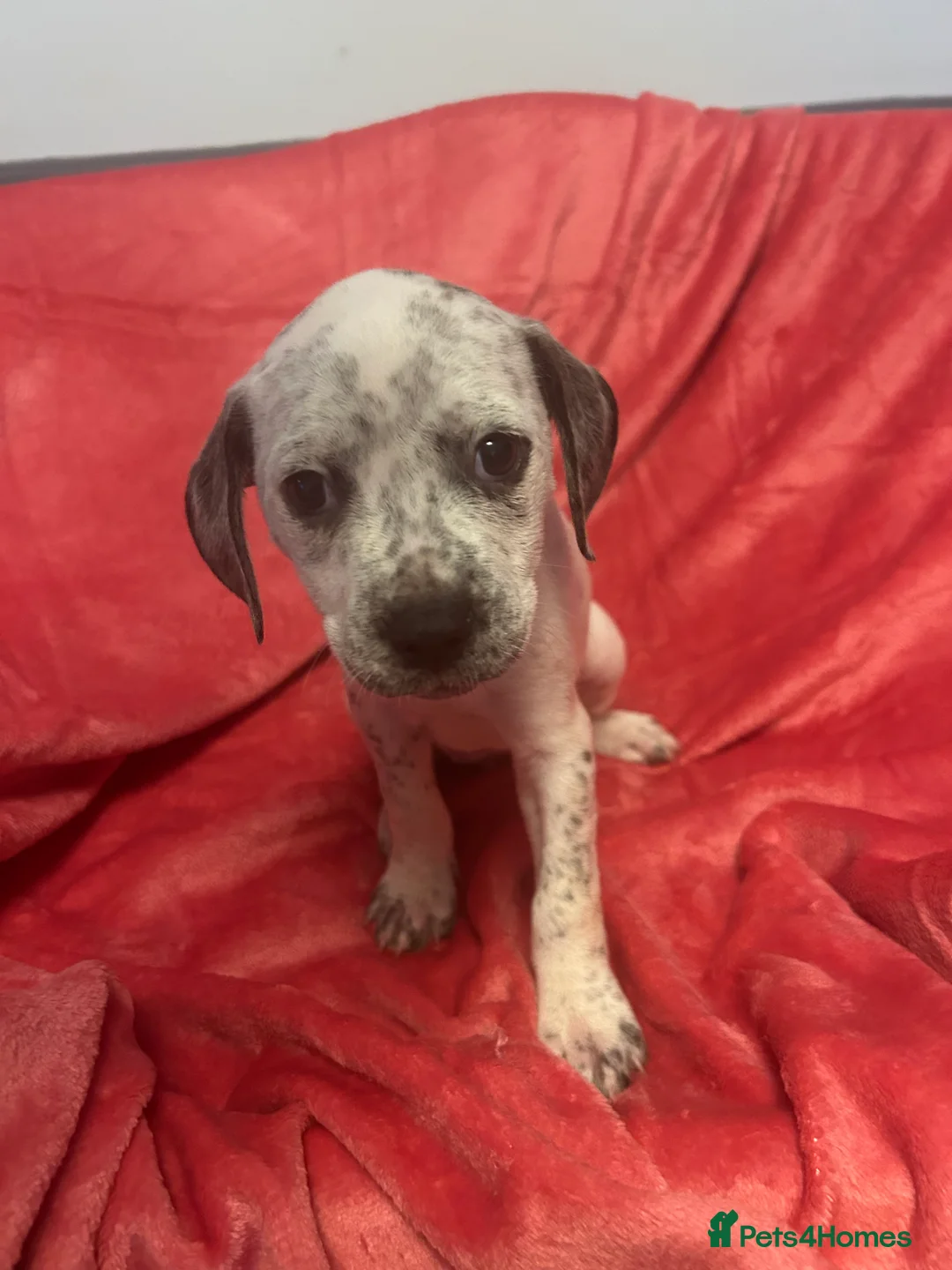 Mixed Breed dogs for sale:  Mixed breed cockerbull x  - Advert 2