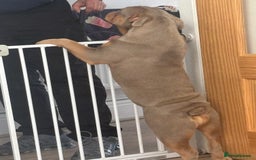 English Bulldog dogs for sale: English bulldog for sale - Image 1