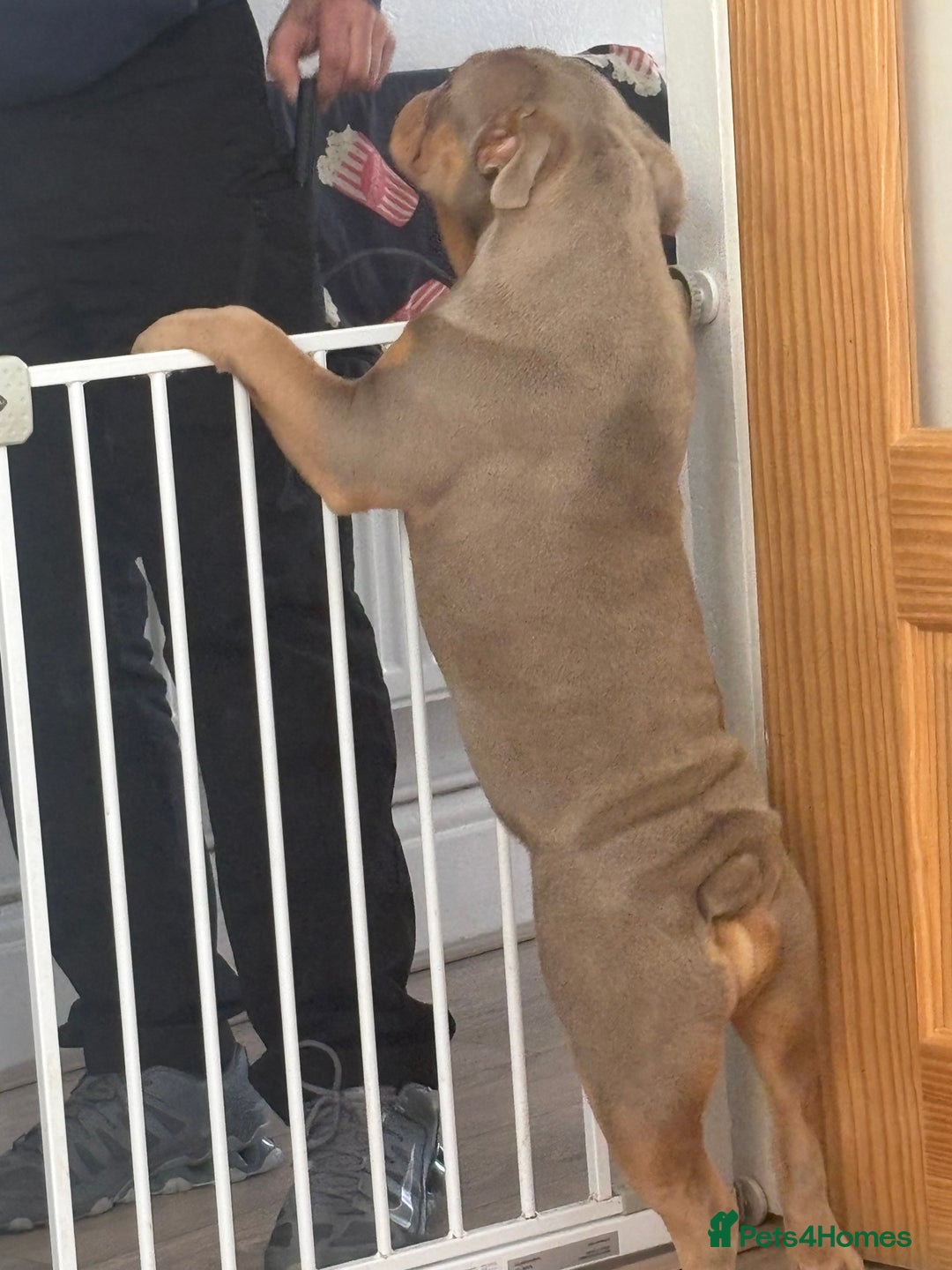 English Bulldog dogs for sale: English bulldog for sale - Image 1