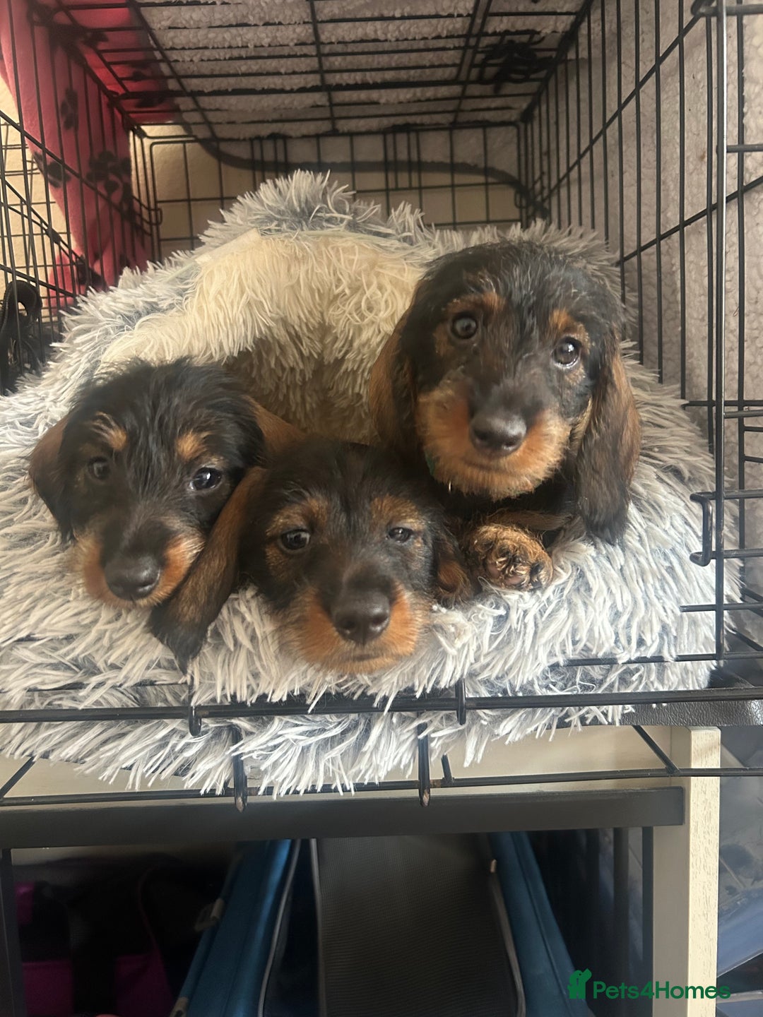 Dachshund dogs for sale: 2 left! standard dachshund puppies ready now! - Image 5