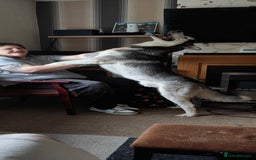 Siberian Husky dogs for sale: Loving 2-Year Old Husky Looking for a Forever Home - Image 2