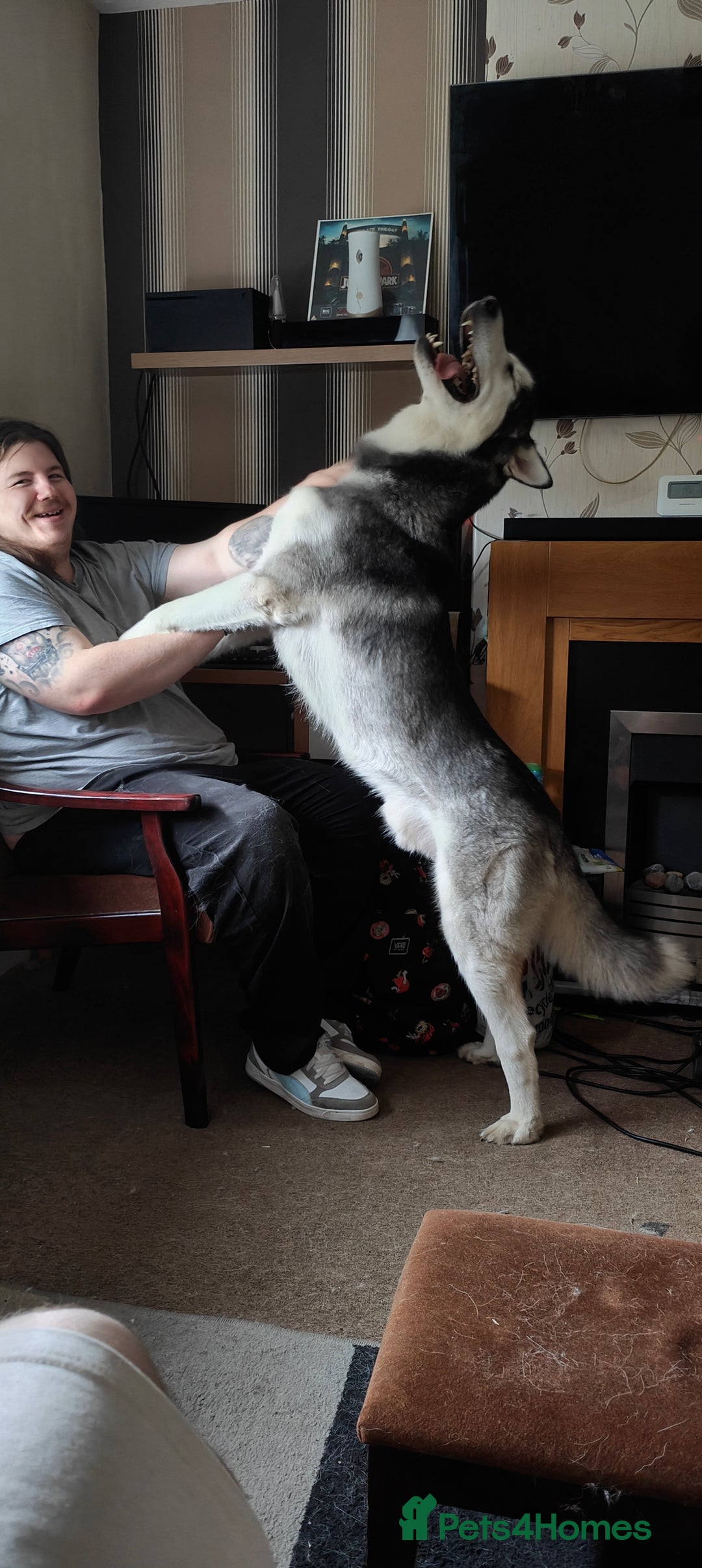 Siberian Husky dogs for sale: Loving 2-Year Old Husky Looking for a Forever Home - Image 2