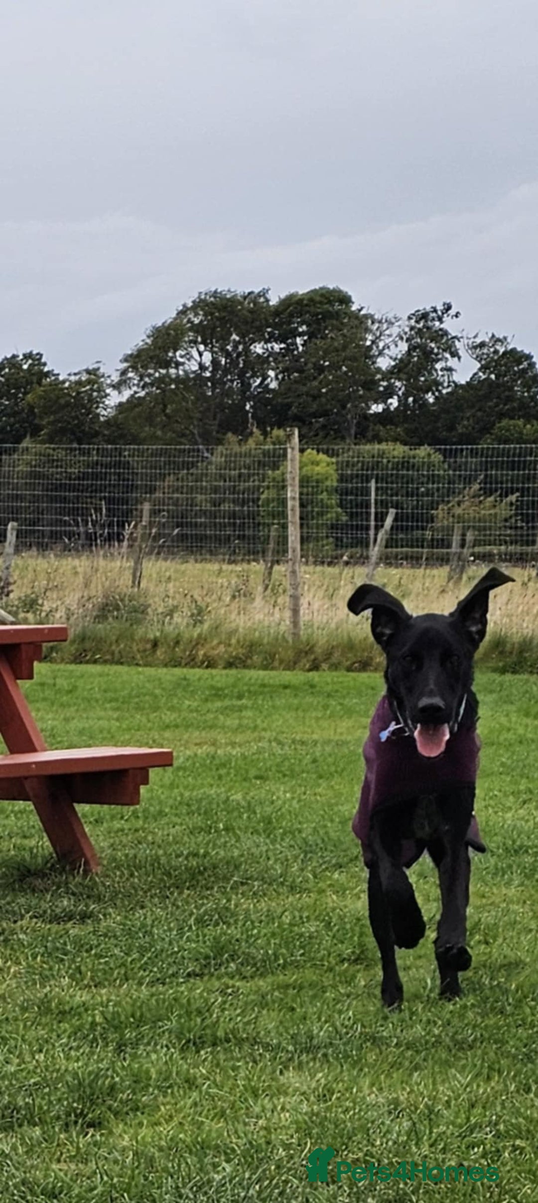 Mixed Breed dogs for adoption: Brodie is desperate for his forever home  - Image 2