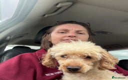 Miniature Poodle dogs for sale: Miniature Toy Poodle - Image 1