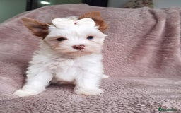 Yorkshire Terrier dogs for sale: Very Beautiful puppies, pure yorkshire terriers  - Advert 25