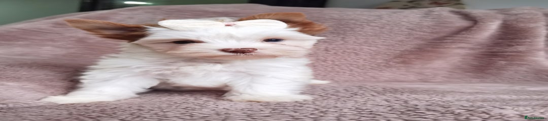 Yorkshire Terrier Puppy 4