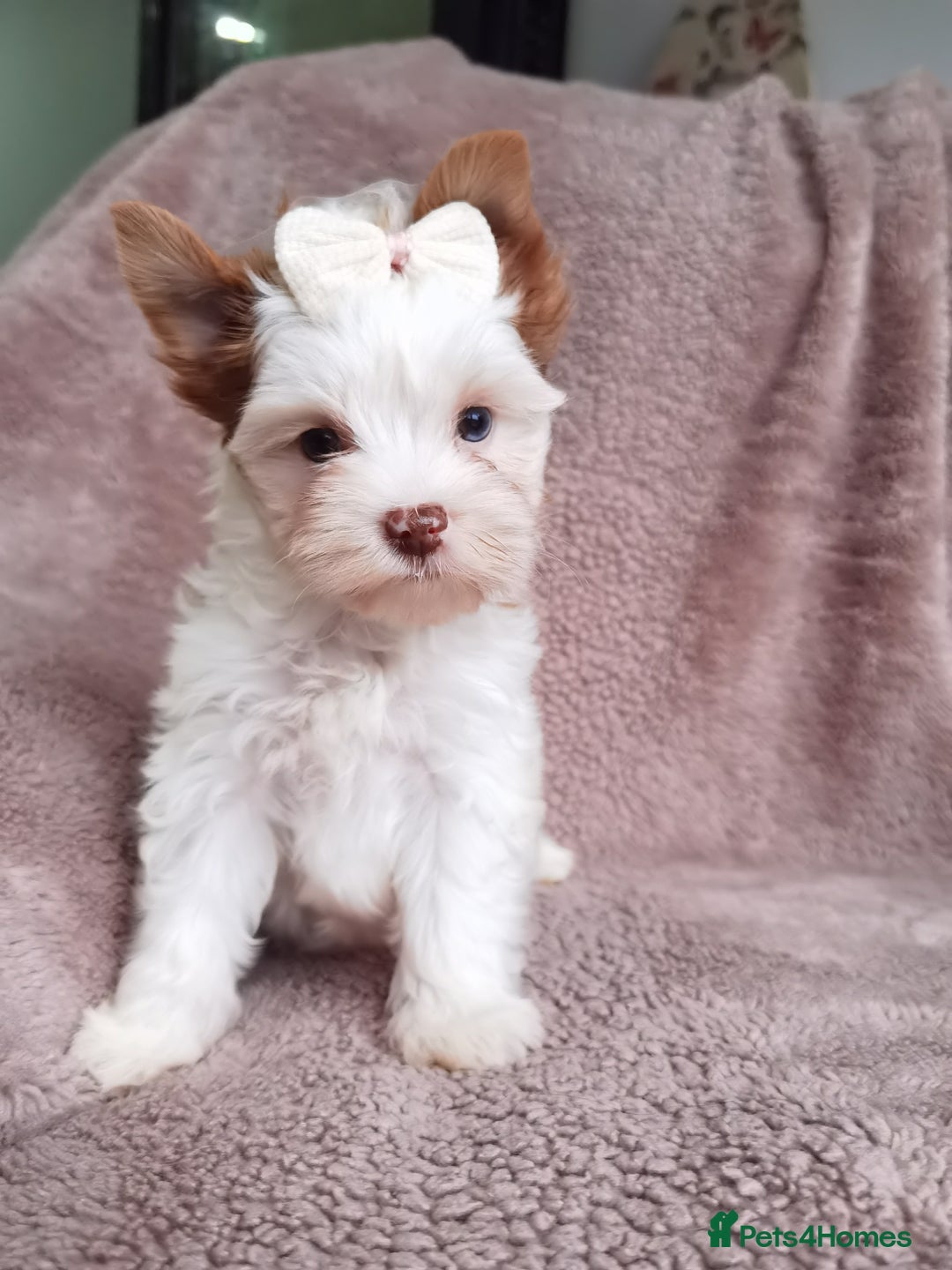 Yorkshire Terrier dogs for sale: Very Beautiful puppies, pure yorkshire terriers  - Advert 25