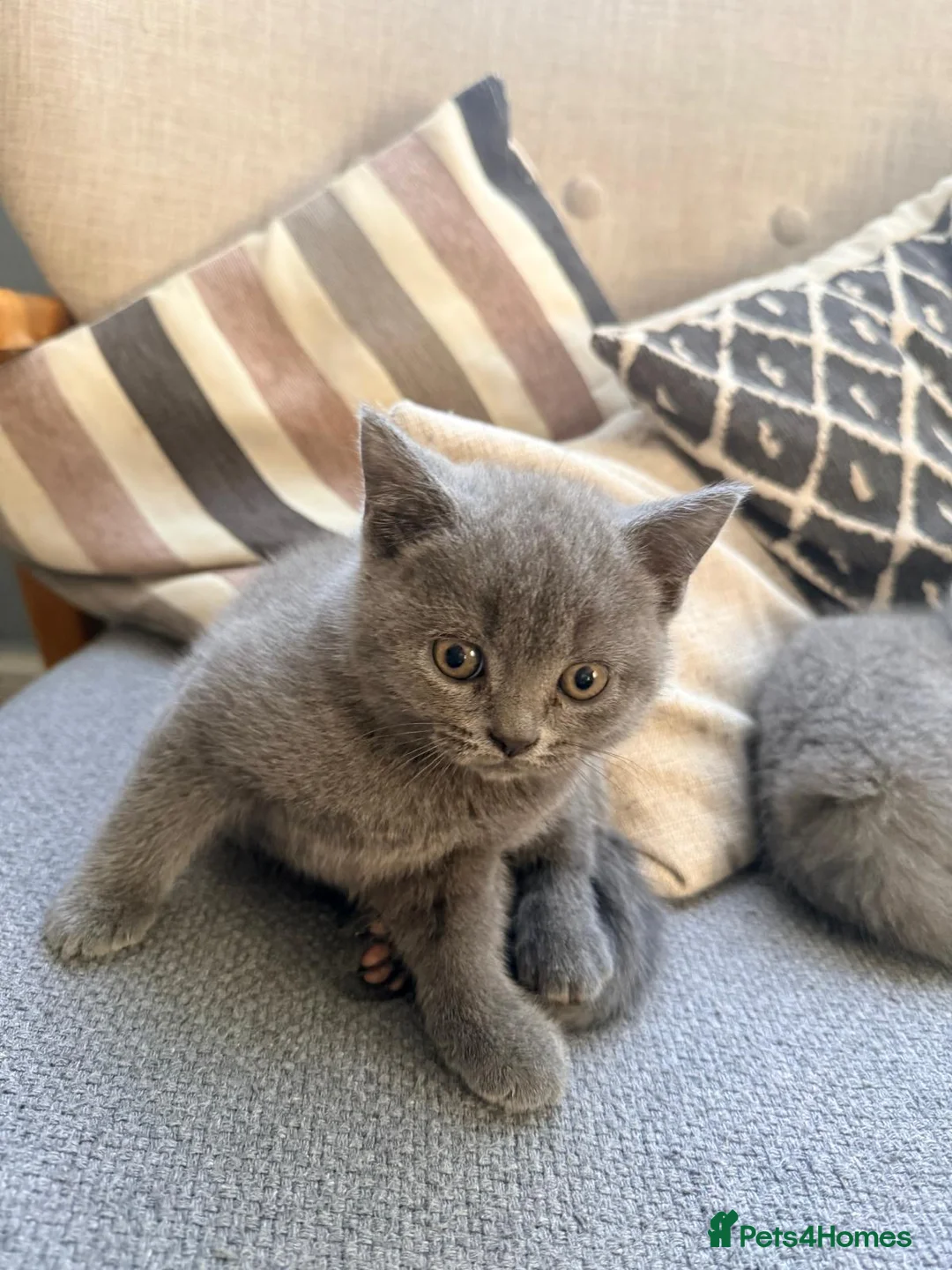 British Shorthair cats for sale: lovely british short hair - Advert 6