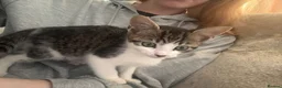 Mixed Breed cats for sale: Beautiful half bengal kittens  - Advert 6