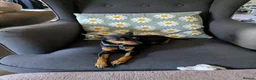Miniature Pinscher dogs for sale: Miniature Pinscher Pups seen with mum & dad  in Market Drayton - Advert 10