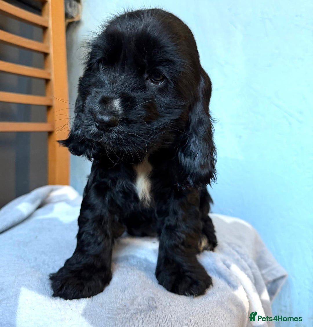 Cocker Spaniel dogs for sale: Show type Cocker Spaniel puppies  - Advert 10