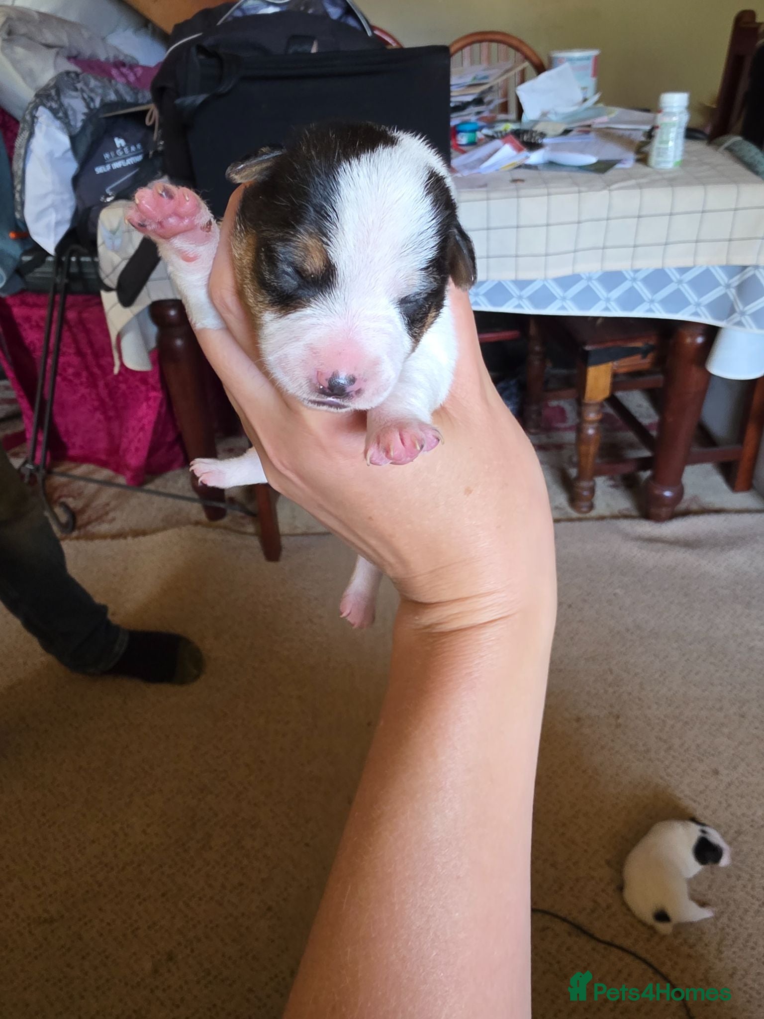 Jack Russell dogs Tri coloured Jack Russel puppies - Advert 1