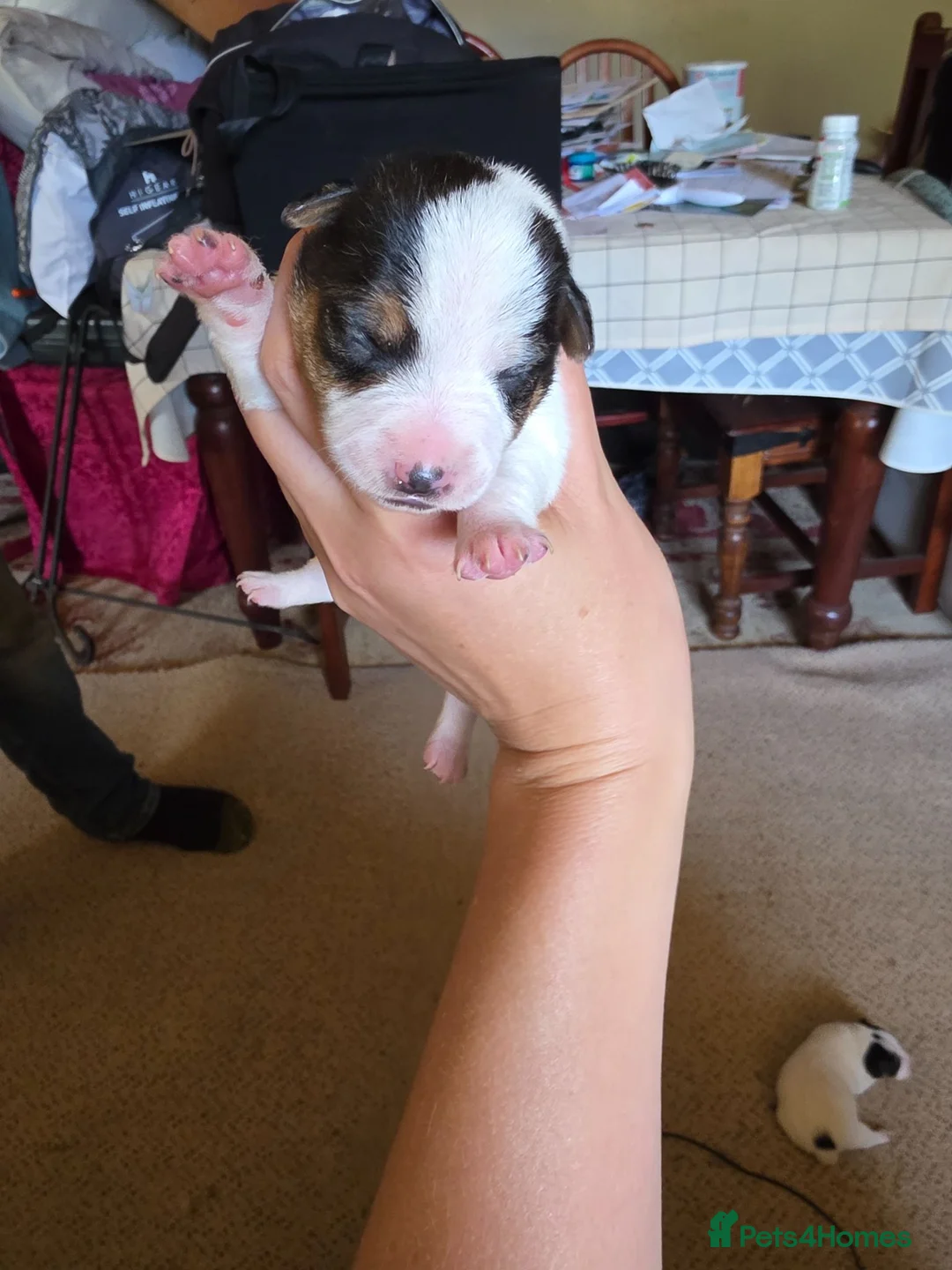 Jack Russell dogs for sale: Tri coloured Jack Russel puppies - Advert 1