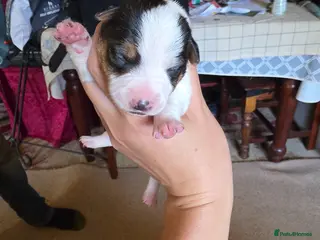 Jack Russell dogs Tri coloured Jack Russel puppies - Advert 13