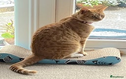 Mixed Breed cats for sale: Ginger & White Young Male Cat looking forever home - Advert 12