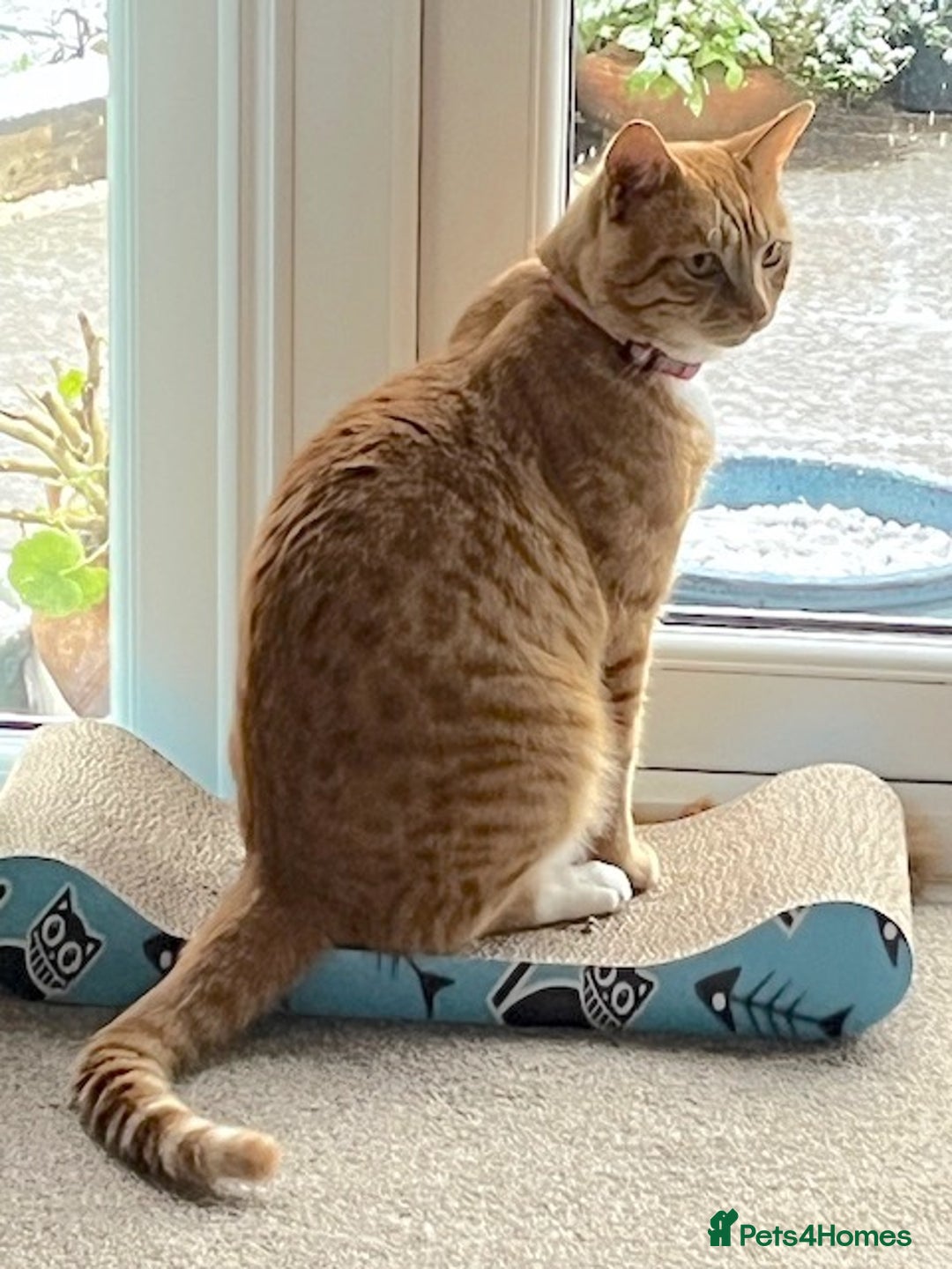 Mixed Breed cats for sale: Ginger & White Young Male Cat looking forever home - Advert 12