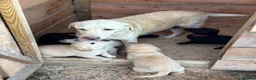 Labrador Retriever dogs for sale: Labrador Puppies - Advert 11