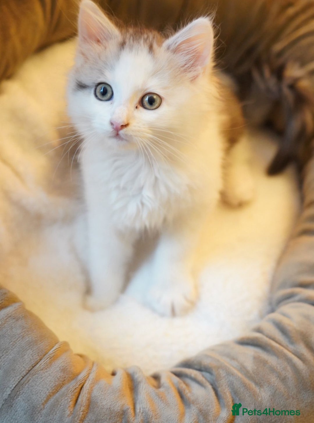 Persian cats for sale: Persian mix cross  - Image 4