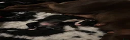 Sprocker dogs for sale: Beautiful sprocker puppies  in Redditch - Advert 3