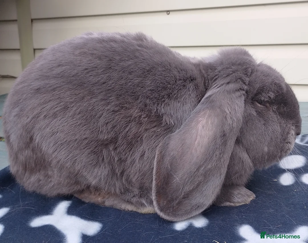 French Lop rabbits for sale: Young Male French Lop - Advert 2