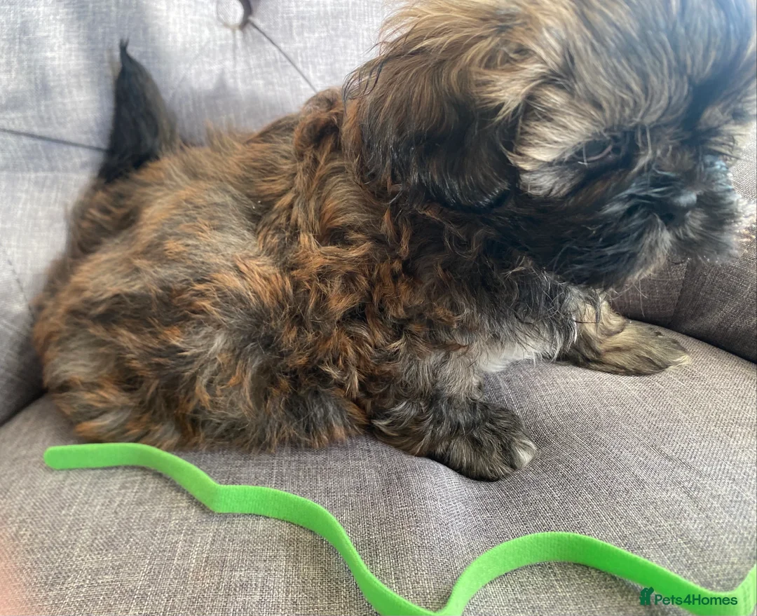 Shih Tzu dogs for sale: pure breed shih tzu puppy , only 1 left - Advert 14